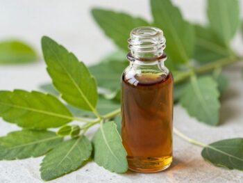 Patchouli leaves and oil bottle, Indonesia's top producer.