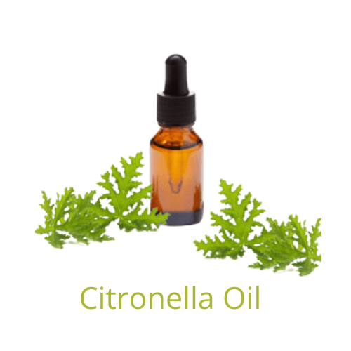citronella essential oil used for malaria disease