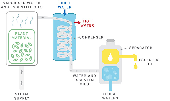 citronella oil distillation process