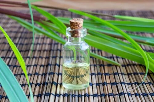 citronella essential oil, citronella java oil, citronella oil manufacturers, global essential oil id, citronella coconut oil, citronella aromatherapy, citronella essential oil, catnip oil, insect, citronella oilcitronella aroma oil, citronella as mosquito repellent, Citronella Oil Insect Repellent, citronella essential oil, citronella tea, citronella scent, citronella oil, pain relief, citronella essential oil, antispasmodic