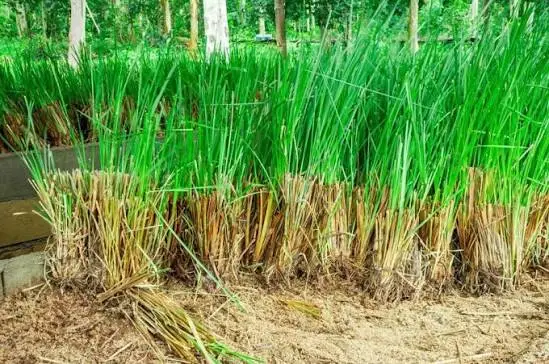 Vetiver Essential Oil History