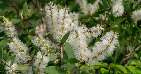 Cajuput Oil Antibacterial Activity