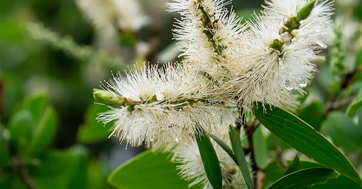 Cajuput Oil Antibacterial Activity: Evidence for Skin and Oral Care