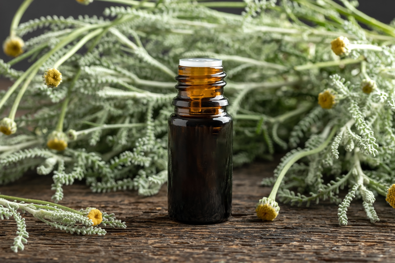 vetiver oil, grey vetiver,  vetiver plants, vetiver oil, vetiver scent, vetiver essential oil