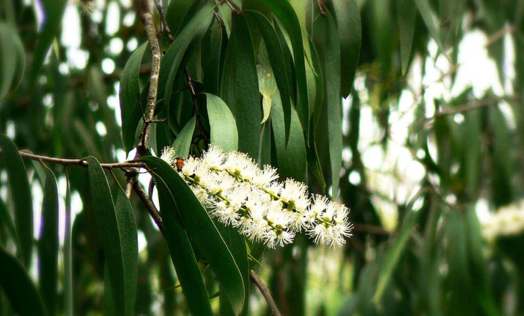 cajuput essential oil, cajuput oil benefits, mentally tired, anxiety fatigue