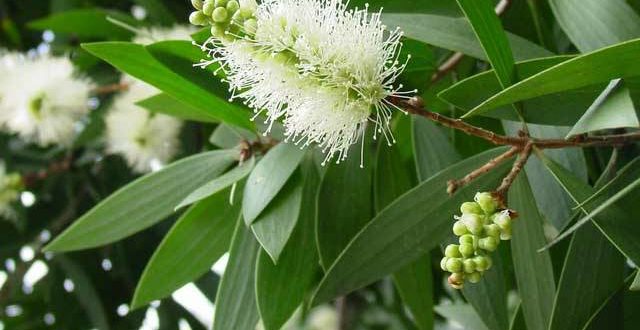 cajuput essential oil, cajuput oil benefits, mentally tired, anxiety fatigue