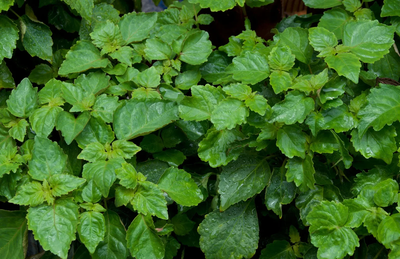 Patchouli Plant Cultivation in Indonesia: A Complete Growing Guide from Farm to Oil