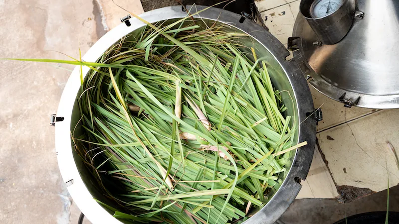 Lemongrass Oil Extraction Process: Step-by-Step Guide, Methods & Quality Factors 5 Global Essential Oil, Lemongrass Oil Extraction Process: Step-by-Step Guide, Methods & Quality Factors