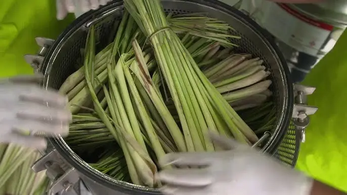 Lemongrass Oil Extraction Process: Step-by-Step Guide, Methods & Quality Factors 4 Global Essential Oil, Lemongrass Oil Extraction Process: Step-by-Step Guide, Methods & Quality Factors