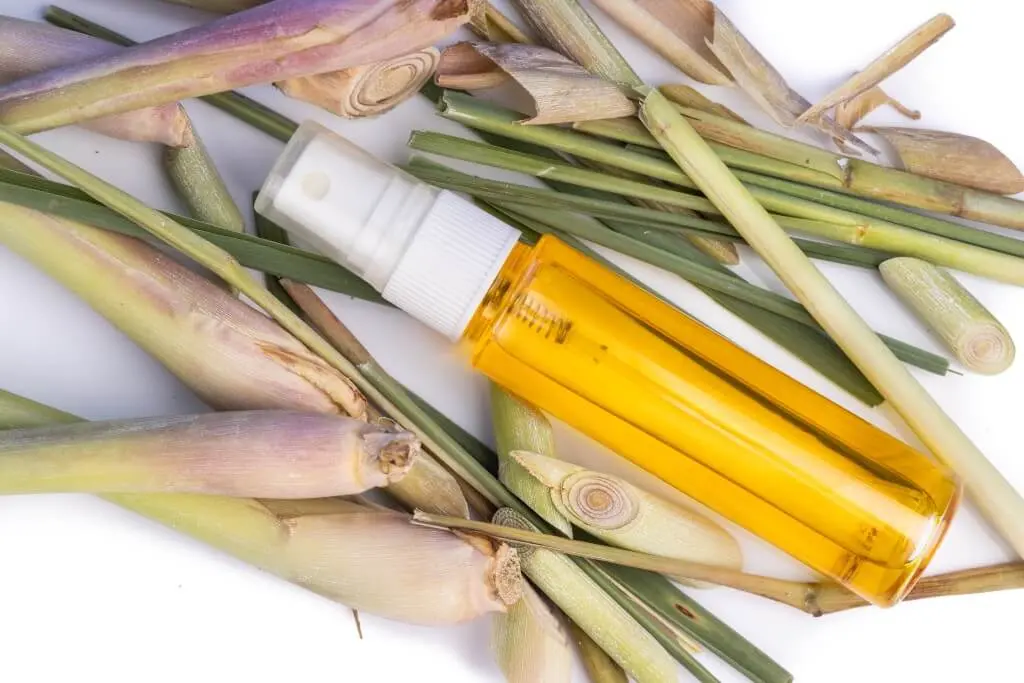 Lemongrass Oil Extraction Process: Step-by-Step Guide, Methods & Quality Factors 6 Lemongrass Oil Extraction Process