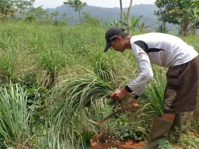 Citronella Oil Production Economics: What Shapes Farmer Income and Supply Stability