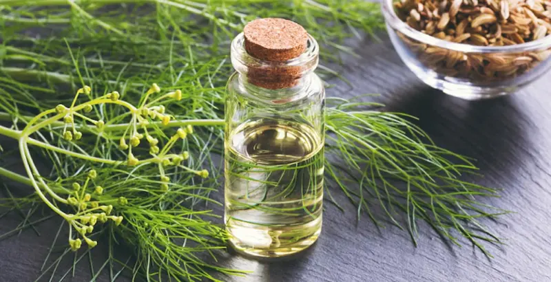 What Is Fennel Seed Essential Oil?