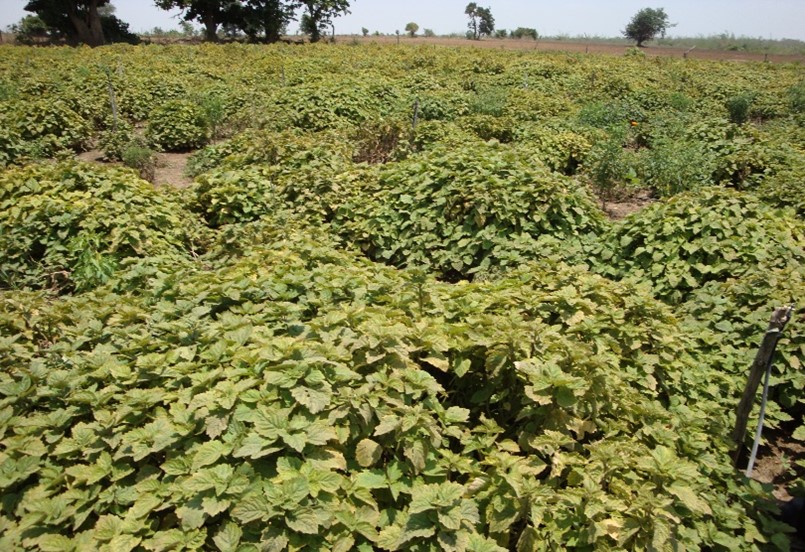 indonesia patchouli oil