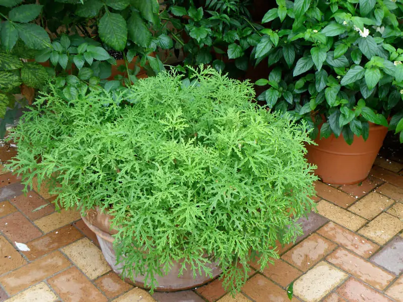 How Dangerous Is Citronella Ingestion?