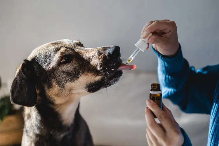 How to Use Patchouli Oil Safely Around Dogs