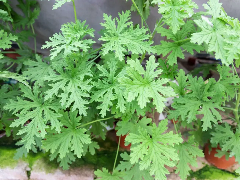 Is Citronella Toxic If Ingested? Symptoms, Risks, and What to Do