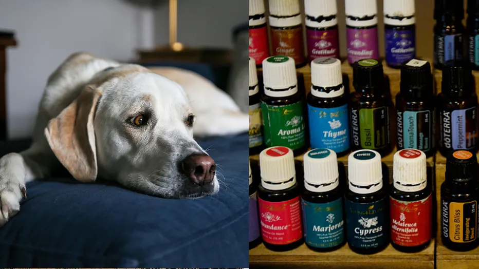 Patchouli Oil and Dogs