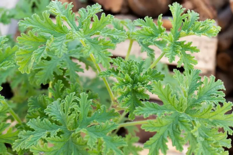What Happens When Citronella Enters the Body?
