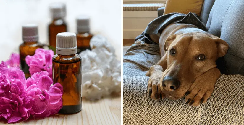 Citronella Oil for Pets