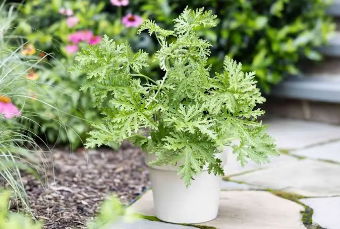 Citronella Poisoning Symptoms