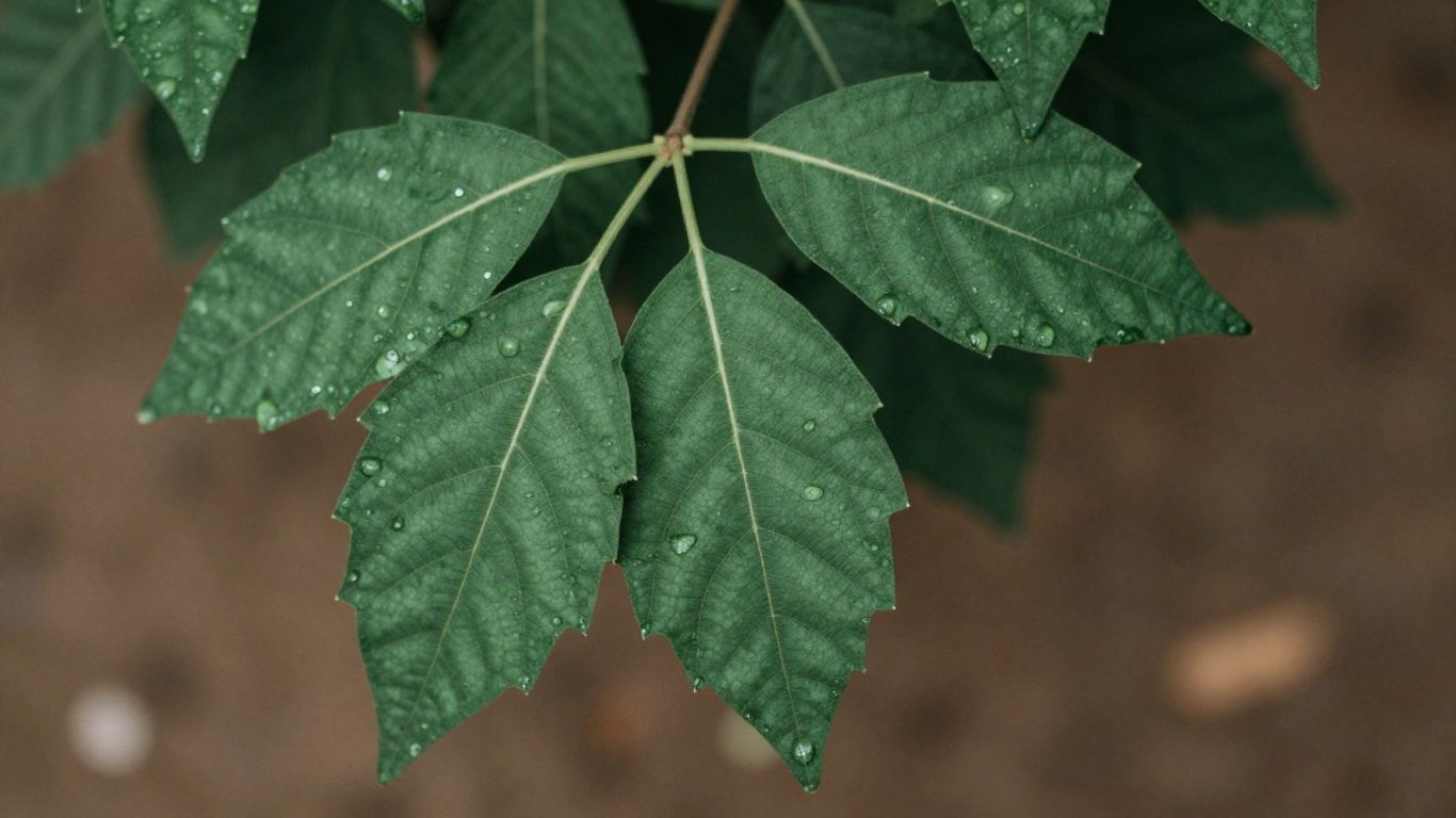 Patchouli leaves with dewdrops
