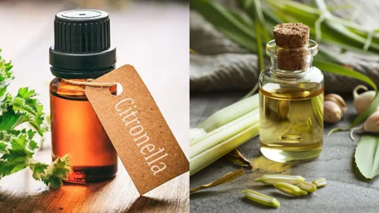 Citronella Oil vs Lemongrass Oil: Key Differences, Uses & Which to Choose