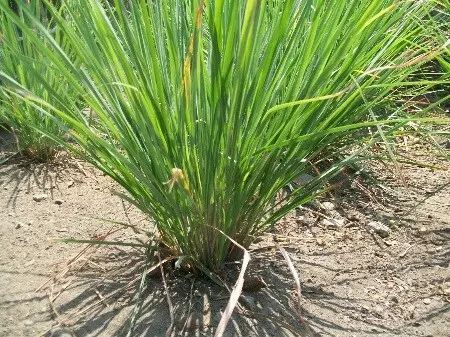 Cymbopogon genus