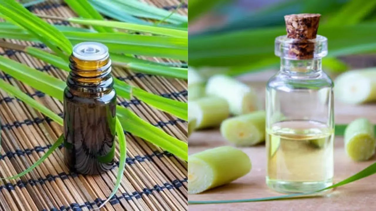 Citronella Java Type vs Ceylon Type: Complete Technical Comparison for Buyers