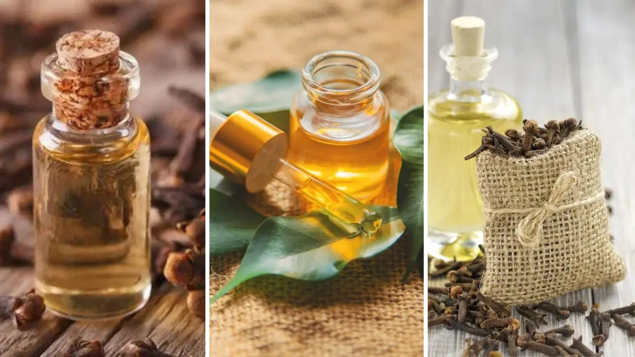 Clove Bud Oil vs Clove Leaf Oil vs Clove Stem Oil: Complete Comparison for Buyers 1 Clove Bud Oil vs Clove Leaf Oil vs Clove Stem Oil