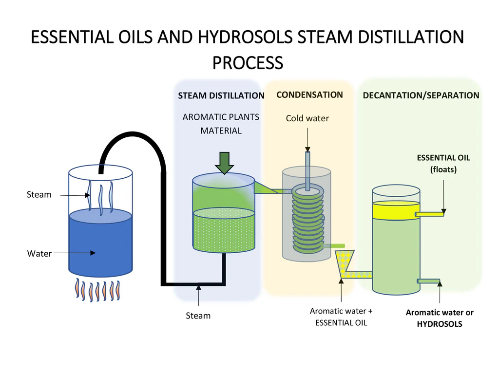 essential oil steam distillation process