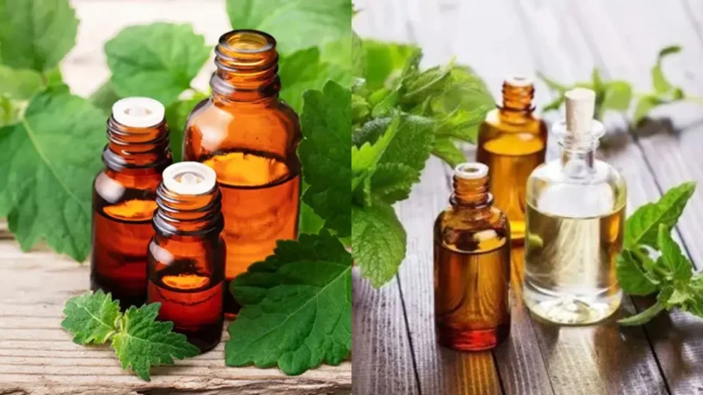 Indonesian Patchouli Oil vs Indian Patchouli Oil