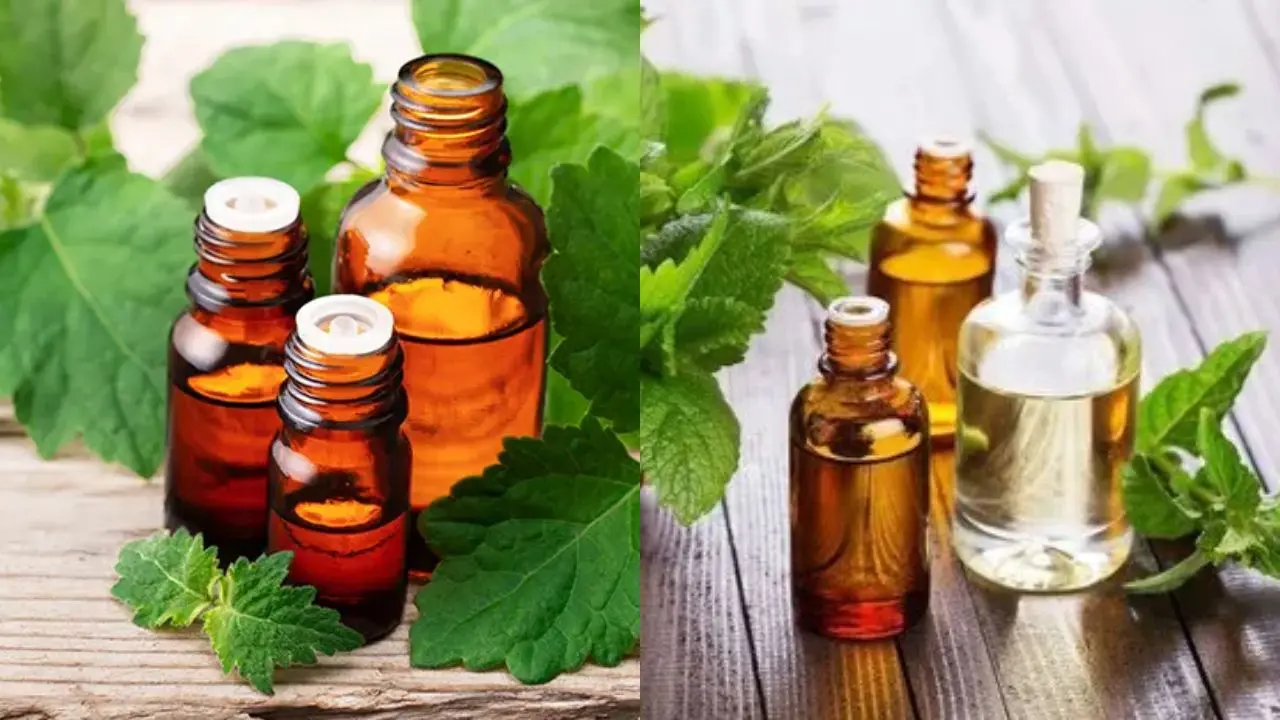 Indonesian Patchouli Oil vs Indian Patchouli Oil: Key Differences, Data & Buyer's Guide 19 Indonesian Patchouli Oil vs Indian Patchouli Oil: Key Differences, Data & Buyer’s Guide