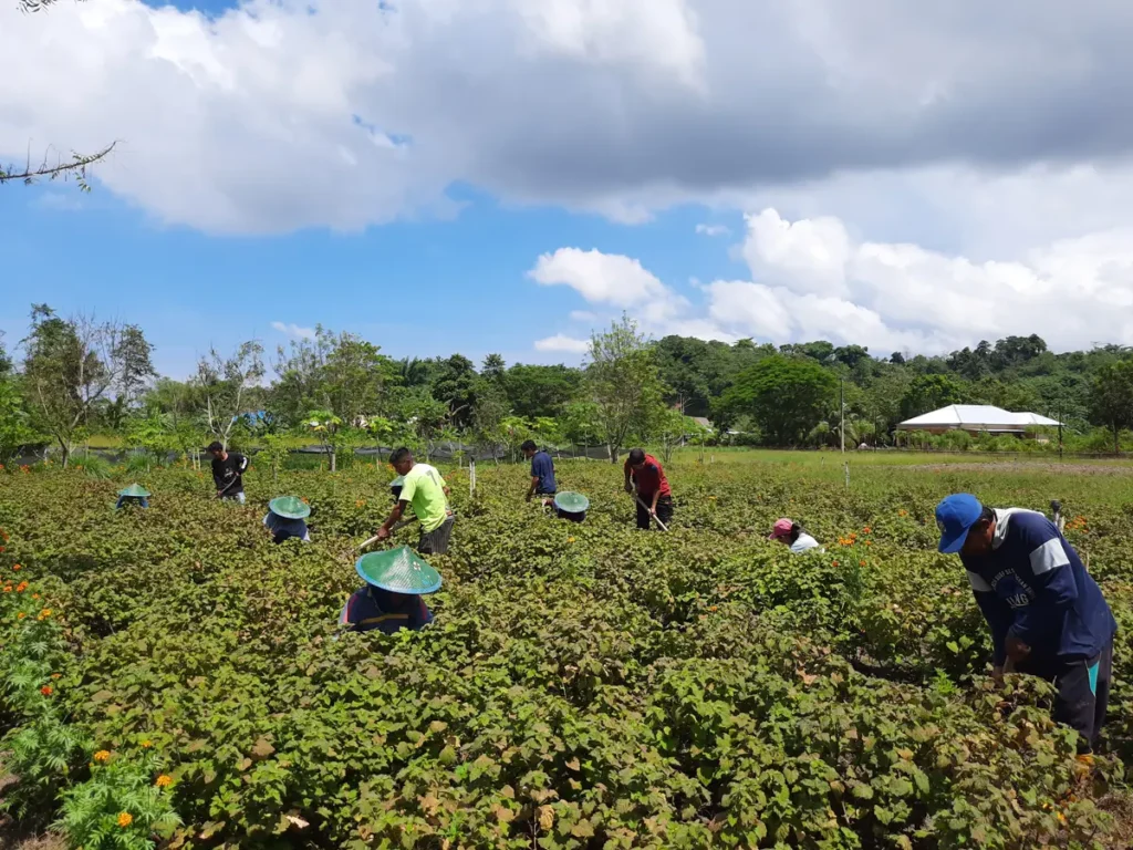 Why Indonesia Is a Key Source for Essential Oils