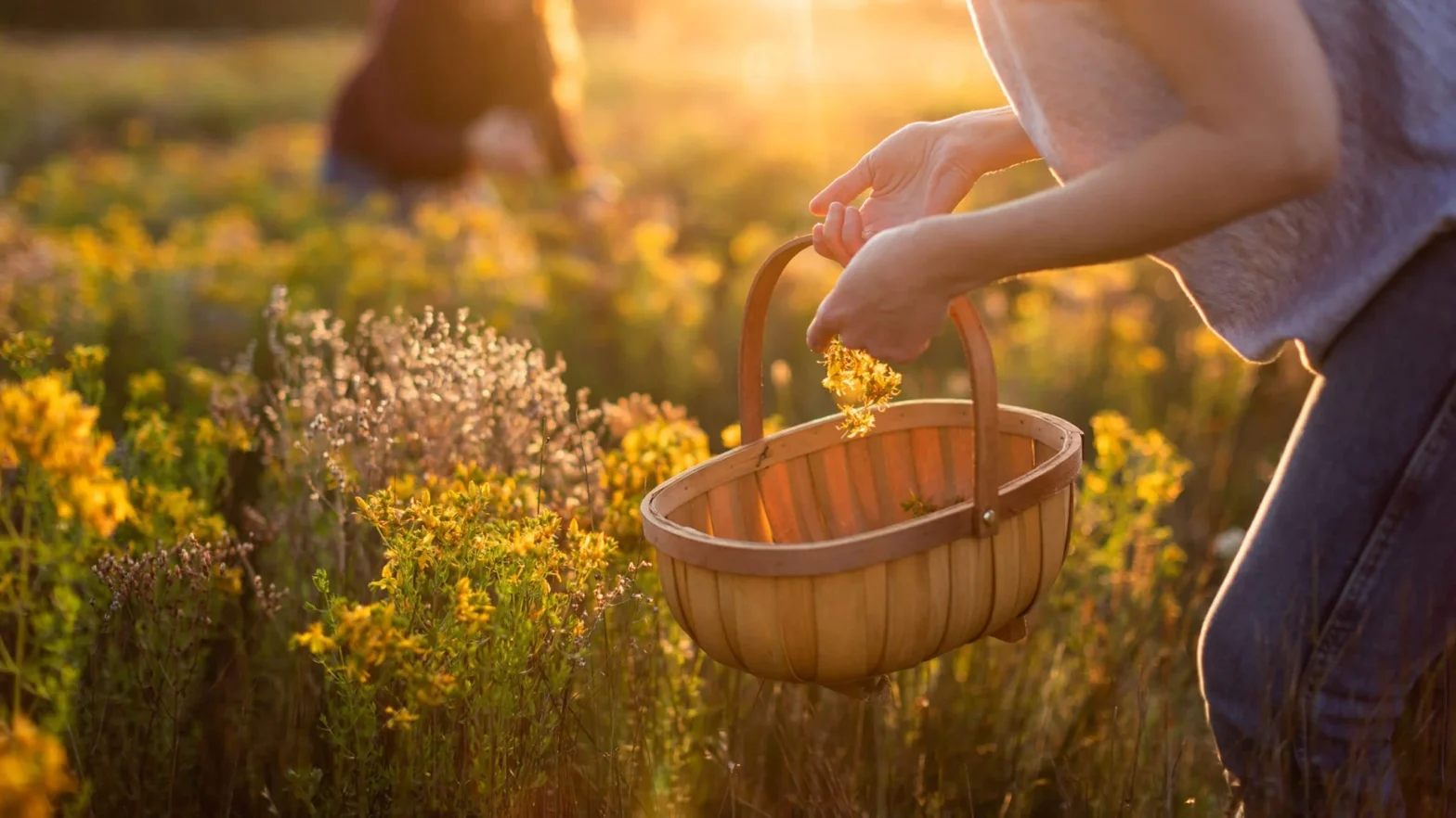 Sustainable Essential Oil Sourcing: A Practical Guide for Buyers, Brands & Formulators 31 Sustainable Essential Oil Sourcing: A Practical Guide for Buyers, Brands & Formulators