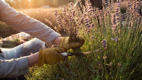 Sustainable Essential Oil Sourcing