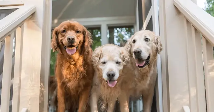 Citronella Oil for Pets: Is It Safe or Toxic to Dogs and Cats?