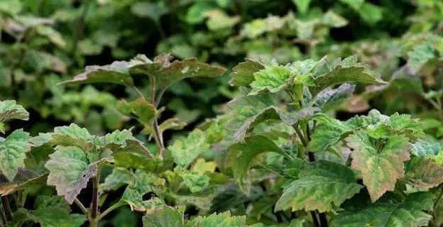 Where Is Gayo Patchouli Oil Produced?