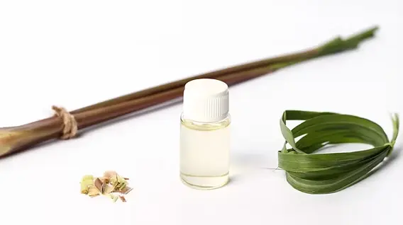 Citronella Oil Shelf Life & Storage: A Bulk Buyer’s Guide 1 citronella oil shelf life