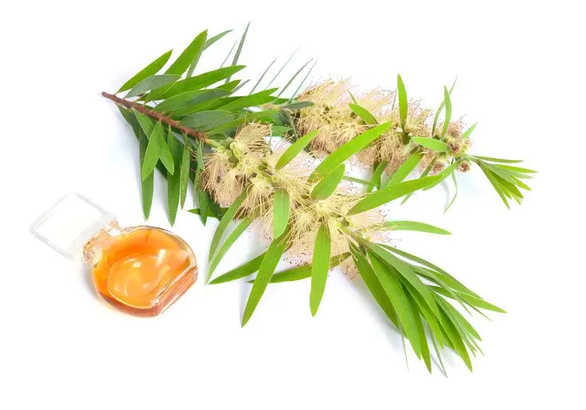 cajuput oil