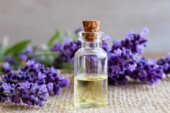 Best Essential Oils for Mosquito Repellent: What Research Says 8 lavender essential oil