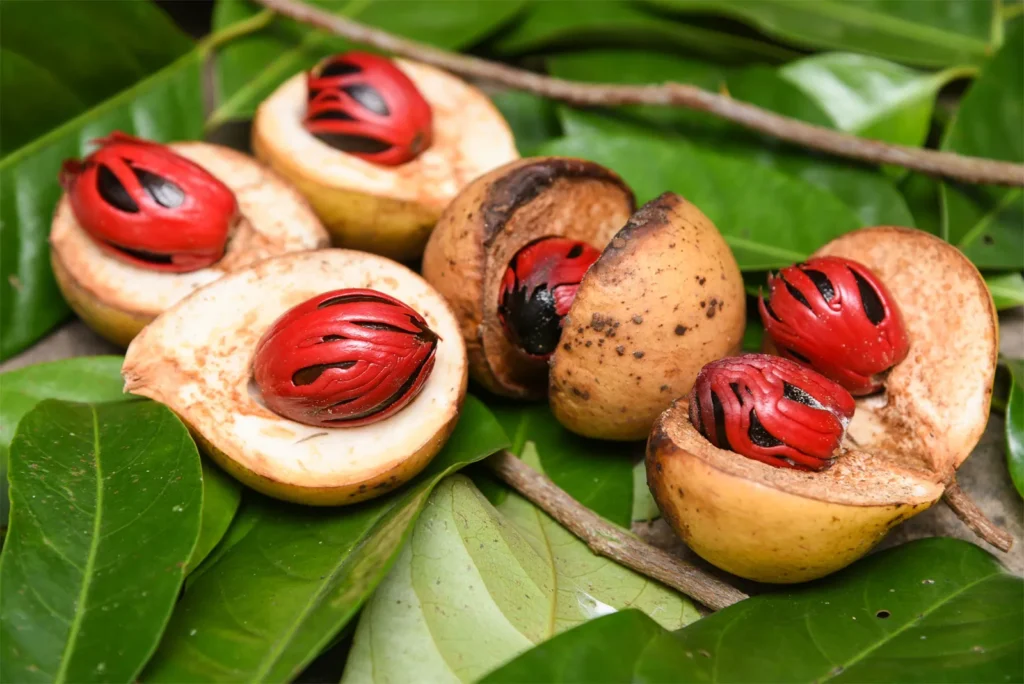 nutmeg plant