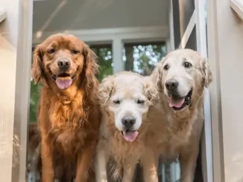 Citronella Oil for Pets: Is It Safe or Toxic to Dogs and Cats?