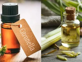 Citronella Oil vs Lemongrass Oil Global Essential Oil, Investigating Lemongrass Oil Adulteration and Quality Control Issues