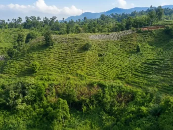 patchouli oil harvest season in indonesia