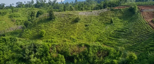 patchouli oil harvest season in indonesia