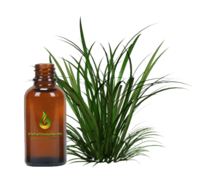 citronella essential oil, citronella java oil, citronella oil manufacturers, global essential oil id