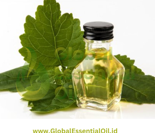 best patchouli essential oil manufacturer, pure essential oil suppliers, patchouli oil uses
