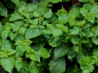 pure essential oil manufacturers from indonesia, patchouli oil blends, benefits of patchouli essential oil for skin, patchouli origins