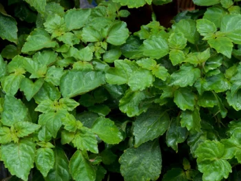 patchouli leaves, patchouli oil, patchouli perfume, patchouli scent