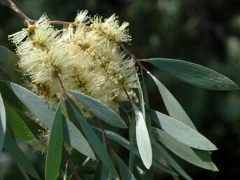 oleum cajuput, eucalyptus cajuput, tea tree essential oil, tea tree oil for nail fungus, cajuput essential oil, cajuput oil, antifungal, infections